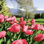 Tulpenblüte vor Bergpanorama