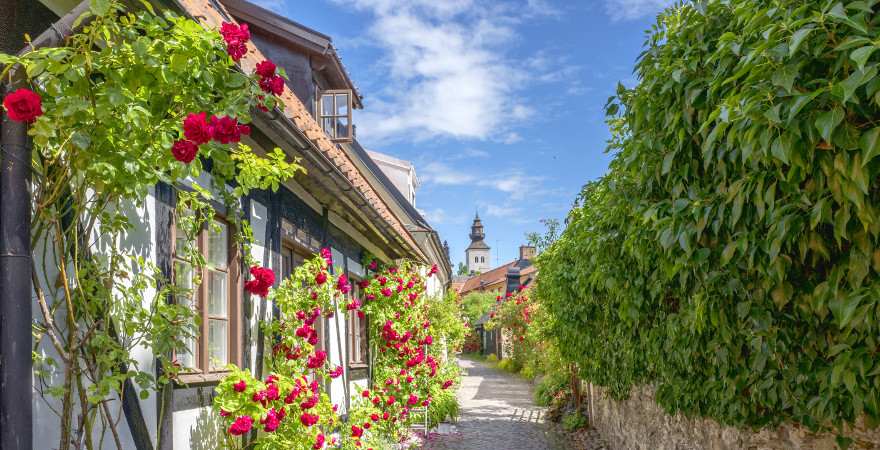 Ein Gasse in Visby mit Fachwerkhäusern an denen Rosen rankenan de