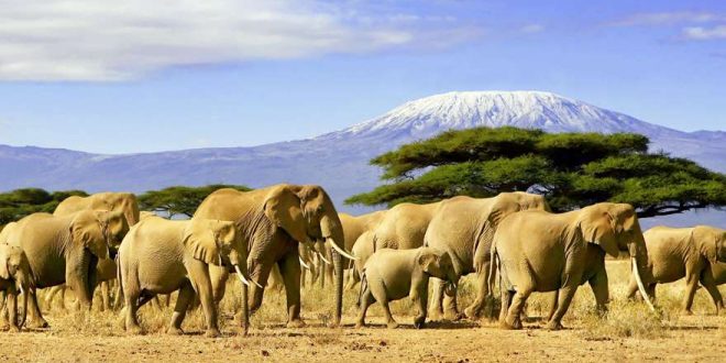 Weite Savannen und wilde Tiere: Unsere Tipps für eine Safari in Kenia