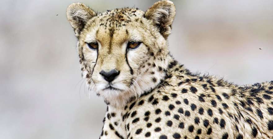 Gepard