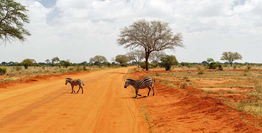 Zebras