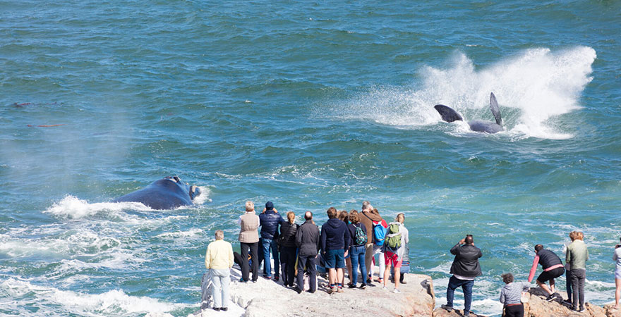 Whales jumping near Hermanus, South Africa