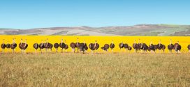 Die Garden Route in Südafrika – eine der schönsten Küstenstraßen der Welt