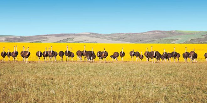 Die Garden Route in Südafrika – eine der schönsten Küstenstraßen der Welt