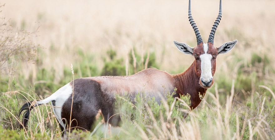 Bontebok