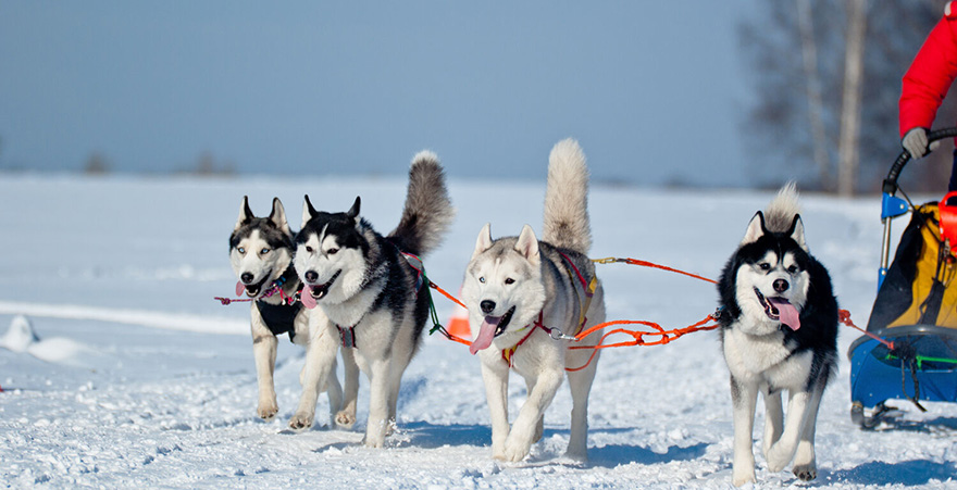 Yukon Huskies