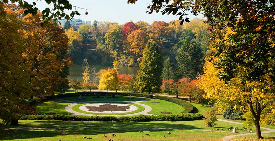 High Park Maple Leaf