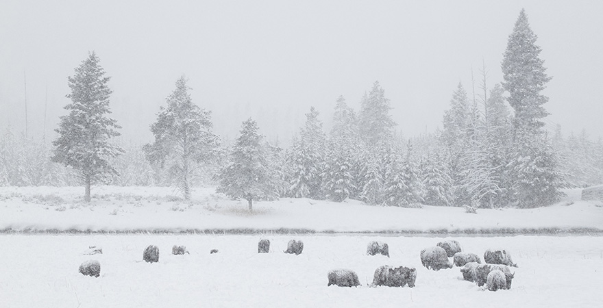 Bisons Yellowstone Nationalpark Winter