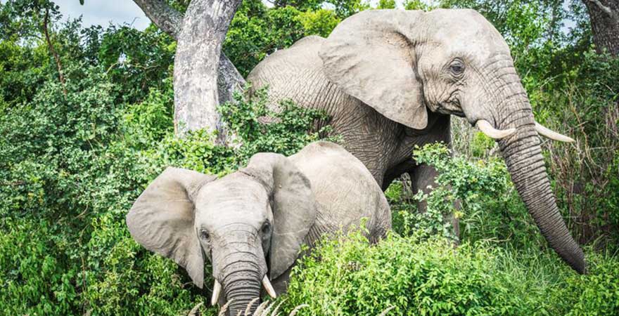 Elefanten Addo Elephant Park