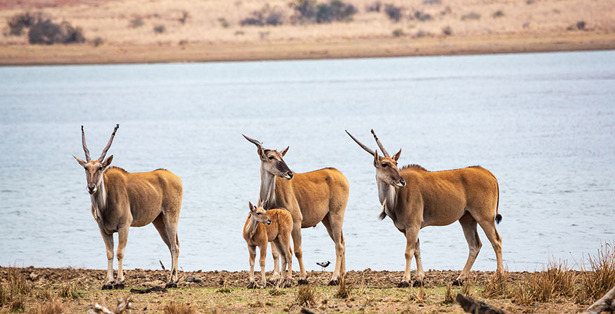 Antilopen Pilanesberg National Park