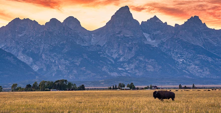 Einsamer Bison gegen die große Teton-Range Yellowstone Nationalpark