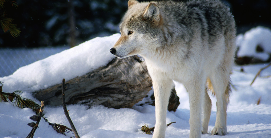 Wolf im Yellowstone Nationalpark