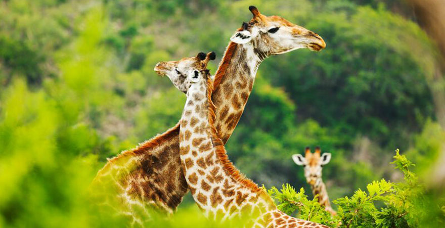 Giraffen im Krüger Nationalpark