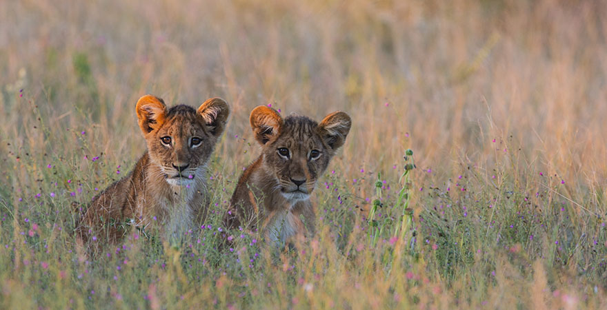 Löwenbabys Südafrika