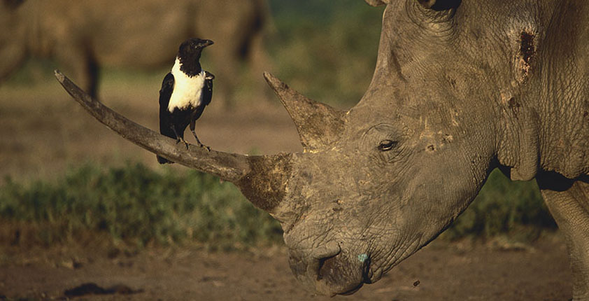 Krähe Nashorn Südafrika Hluhluwe