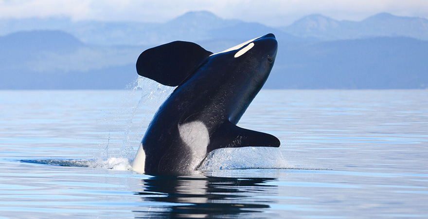 Vancouver Orcas