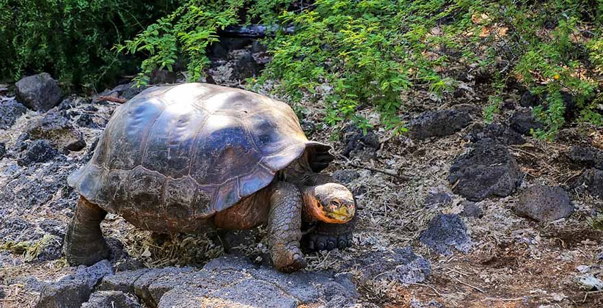 Galapagos-Riesenschildkröte, Charles-Darwin-Forschungsstation, nsel Santa Cruz