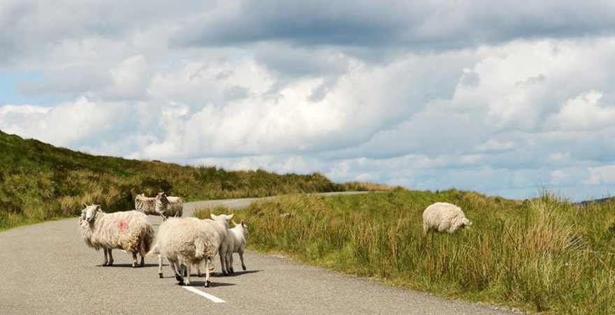 SChafe auf der Straße in Ireland