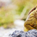 Galapagos, Leguan