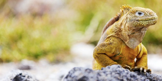Galapagosinseln: Ein einzigartiges Naturwunder