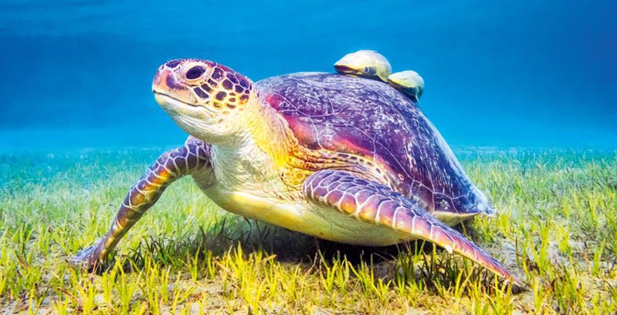 Marsa Alam Schildkröte