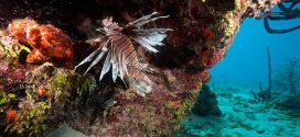 Die 10 besten Tauchspots weltweit – Tipps zum Abtauchen