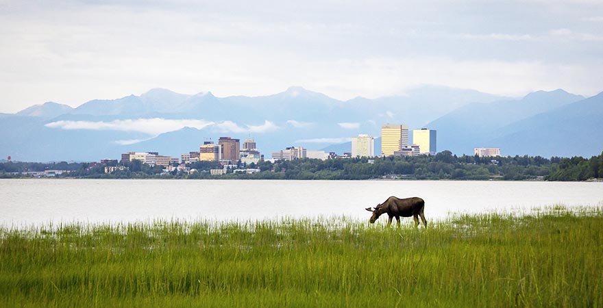 Anchorage Alaska Elch