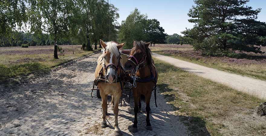 Lüneburger Heide Pferde