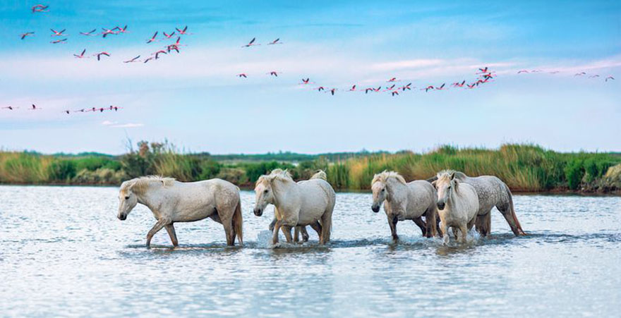 Camargue-Pferde