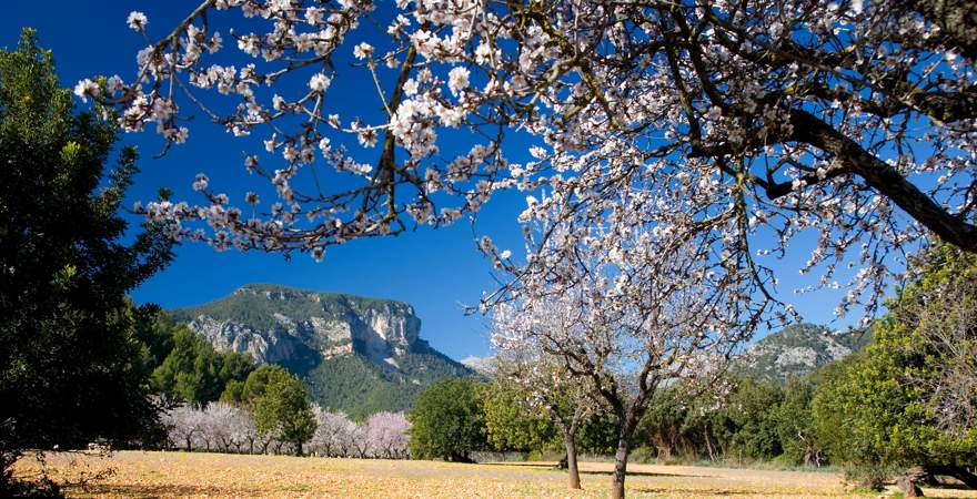 Blühende Obstbäume vor einem Berggipfel