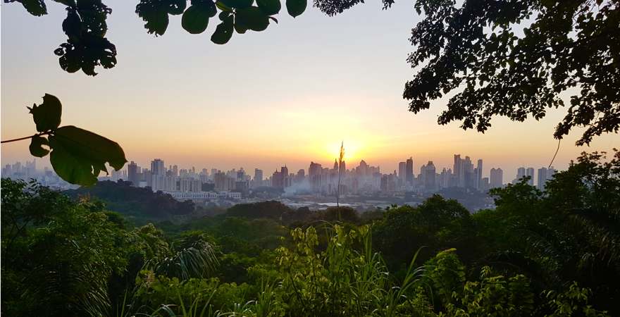 blick aus dem Wald auf die Skyline von panama city