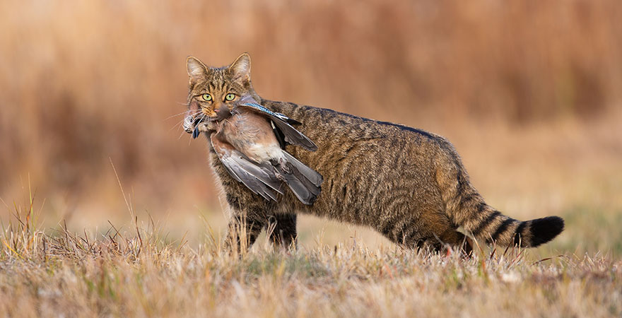 Wilde Europäische Wildkatze mit Eichelhäher im Maul