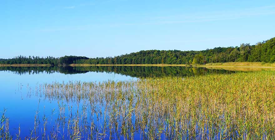 Priesterbäker See in the Müritz National Park.