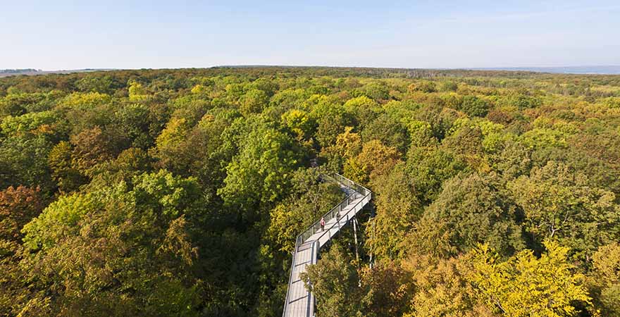 Blick von oben auf den Nationalpark Hainich mit seinen Laubbäumen