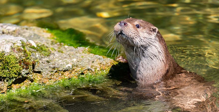 Otter im Wasser und schaut freundlich in die Kamera