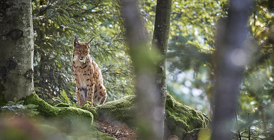 Luchs