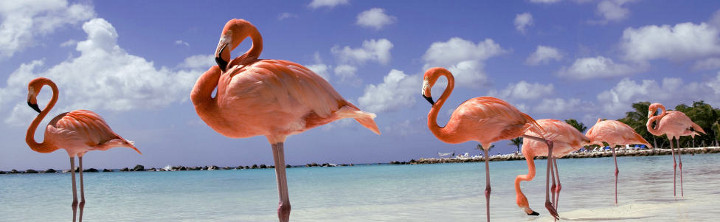 Aruba Urlaub