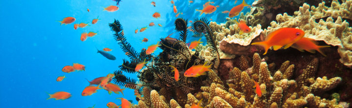 Great Barrier Reef Urlaub