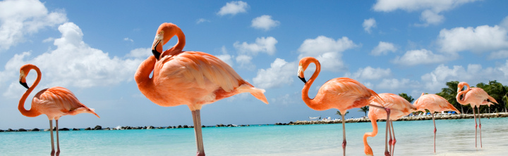 Urlaub auf Aruba zu Schnäppchenpreisen!