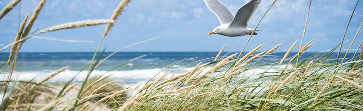 Dänemark Urlaub nach Ihren Wünschen