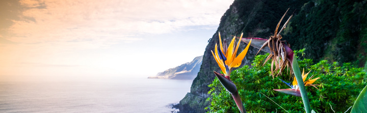 Last Minute Madeira Jetzt Kurzfristig Madeira Buchen 5vorflug De