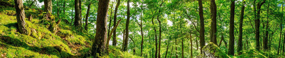 Thüringer Wald